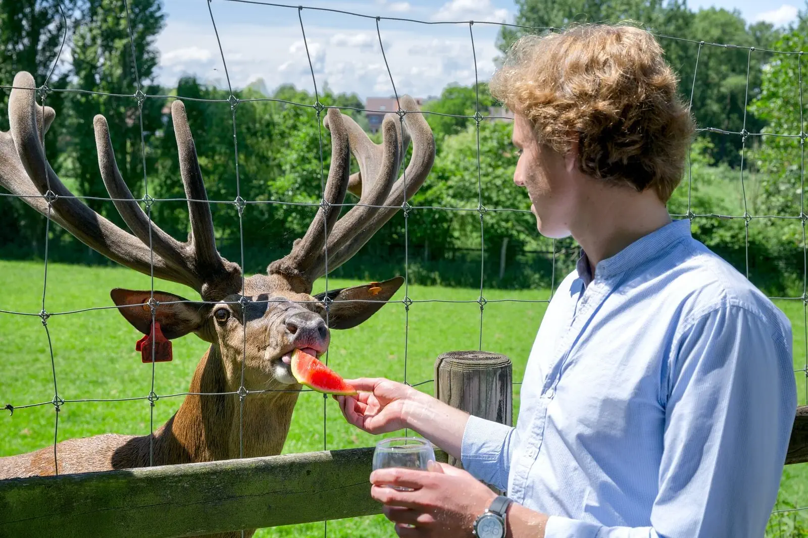 A guest feeds a deer through the fence